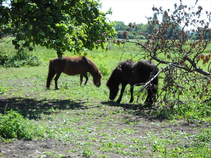 Shetlænder Madonna billede 10