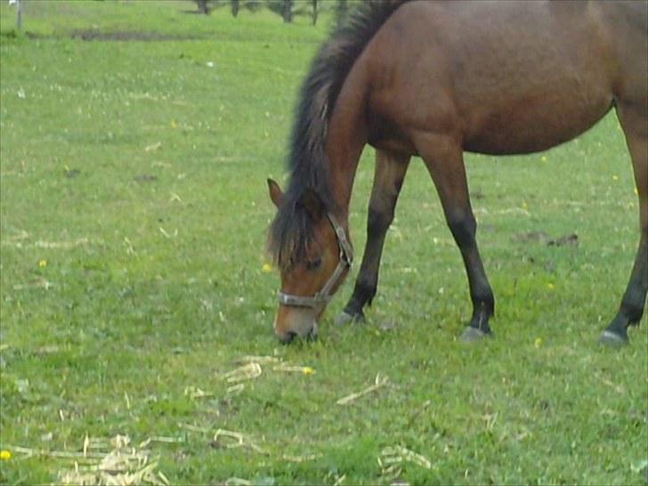 Anden særlig race Beauty - Beauty, som 2 års  billede 11