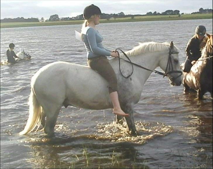 Hollandsk Sportspony CASPER - ring ridning hauge casper var blevet lidt træt men ville ud og bade;D billede 15