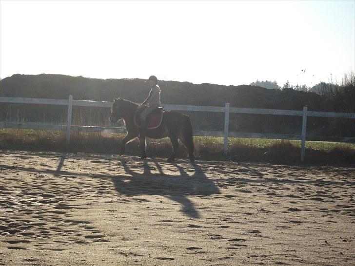 Gotlandsruss Balou *Helpart* - Hej og velkommen til Balou´s profil Foto : Maja billede 1