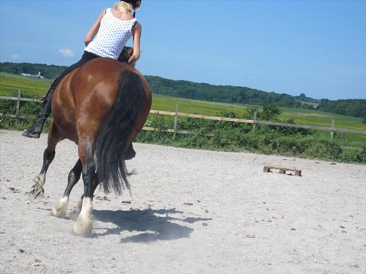 Welsh Cob (sec D) Merlyn Desert Pearl R.I.P  - Du er min prinsesse.... Jeg vil give dig alt hvad jeg ejer... <3 billede 10