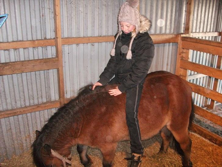 Gotlandsruss Balou *Helpart* - Jeg kom endelig op på hans ryg! Foto: Maja billede 3