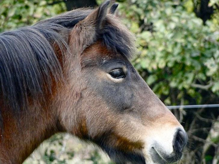 Exmoor Chi Chi  solgt og aldrig glemt   billede 12