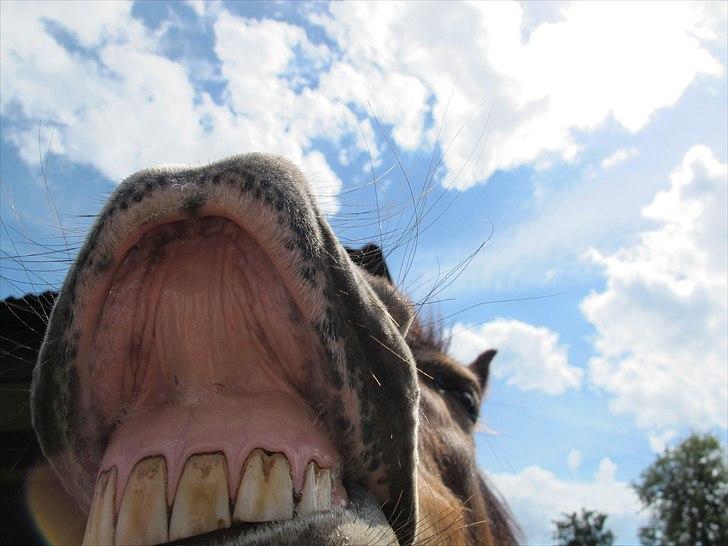 Exmoor Chi Chi  solgt og aldrig glemt   - haha! sjovt  billede 1