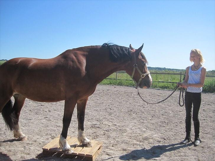 Welsh Cob (sec D) Merlyn Desert Pearl R.I.P  - hvert skridt jeg tager, hver gang jeg bevæger mig, hver eneste gang savner jeg dig... :´) billede 12