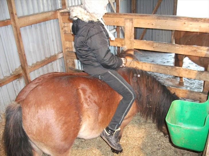 Gotlandsruss Balou *Helpart* - Igen på ryggen! Foto: Maja billede 4