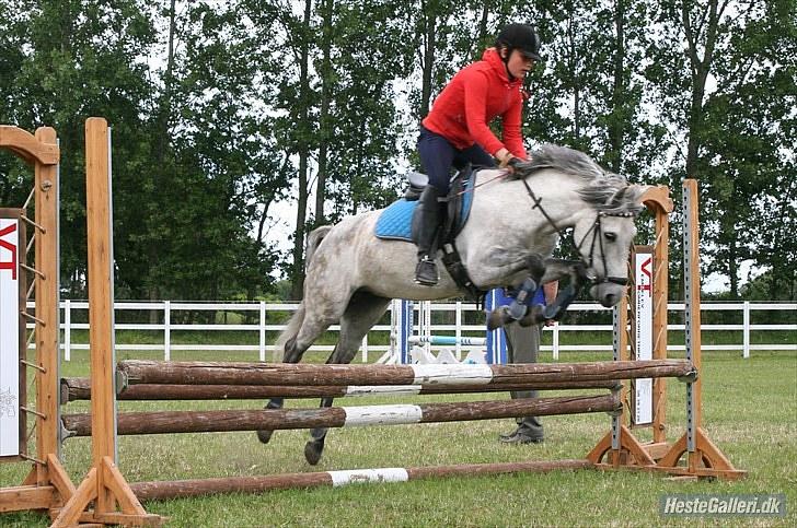 Anden særlig race Stella  - Jeg vil dele mit liv med dig 
Kun din kærlighed til mig 
For kun du har mit hjerte 
Det tilhører dig. billede 10