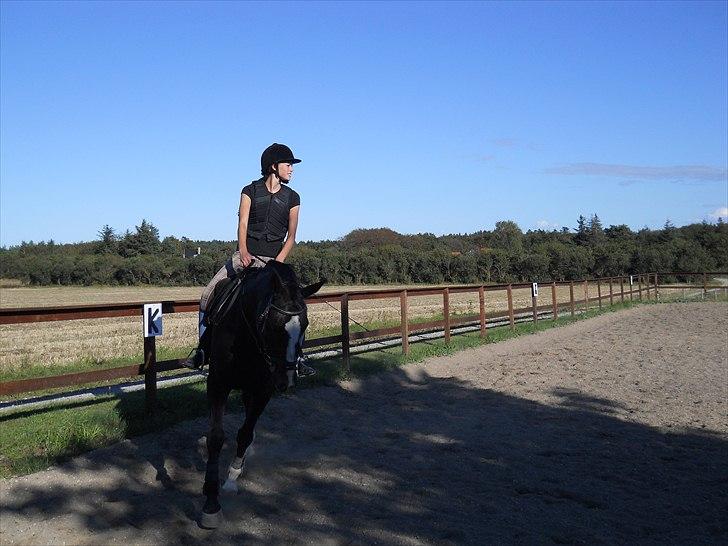 Dansk Varmblod | Campari - 14. Spring - I fin stil :D billede 14