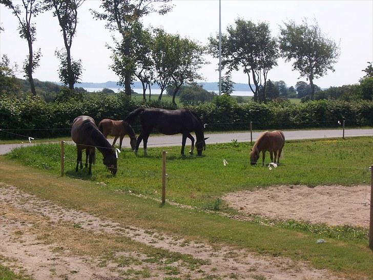 Dansk Varmblod | Campari - 16. Sammen med hele flokken ;D billede 16