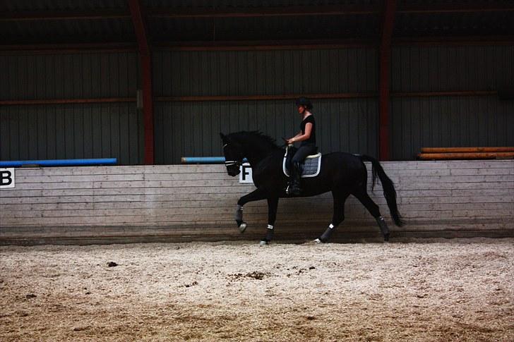 Svensk Varmblod Samba de Orfeu billede 6