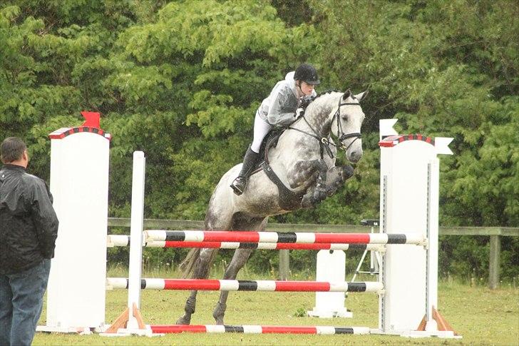 Dansk Varmblod Carneval Fever -  Min skønne hest. Foto: Pernille Kirstine billede 19