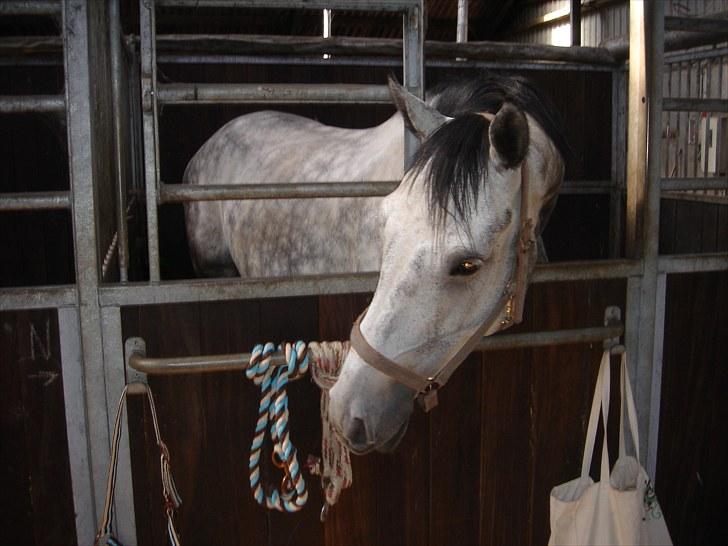 Dansk Varmblod Carneval Fever - :) billede 4