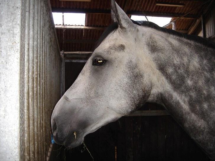 Dansk Varmblod Carneval Fever - Smukke :) Da jeg lige havde fået ham billede 6