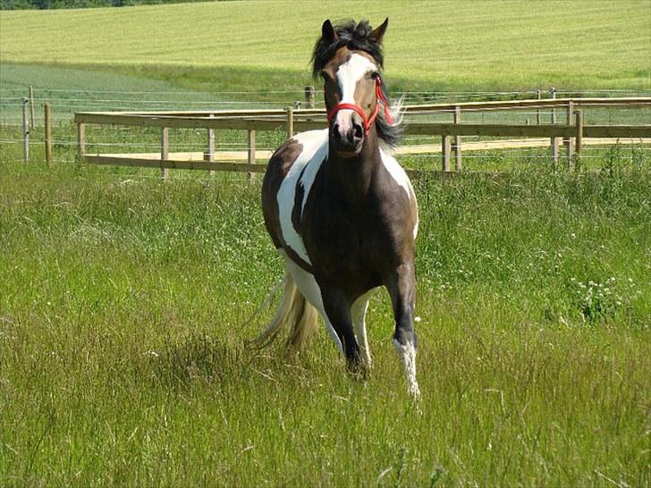 Pinto Bonita - I FULD TRAV billede 3