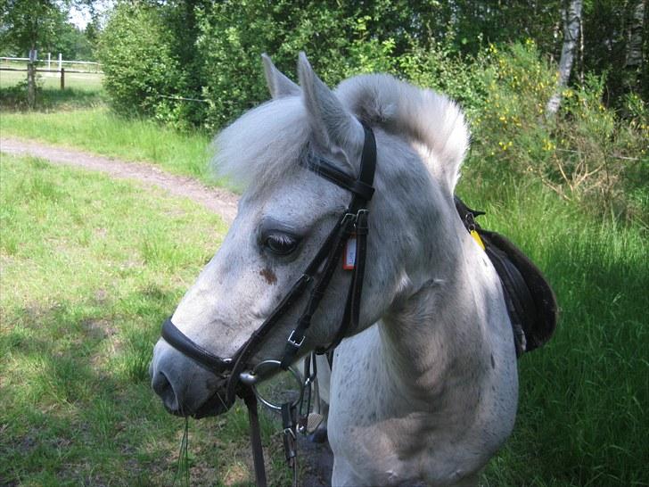 Anden særlig race Lotte - Lotte på ridelejr 2010. billede 14