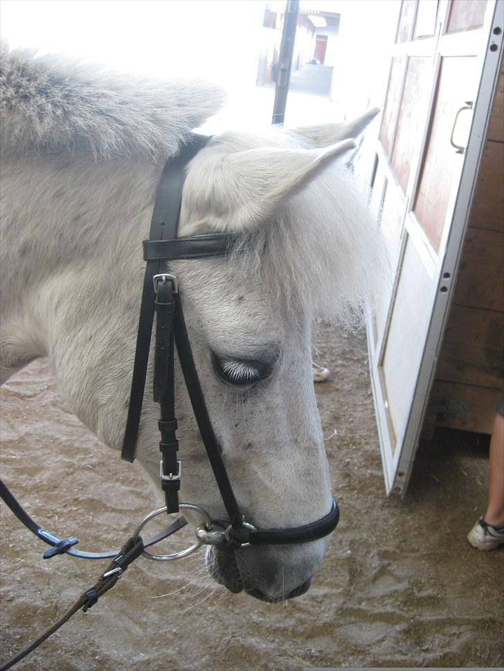 Anden særlig race Lotte - Her er Lotte på vej ind i den store ridehal. billede 15