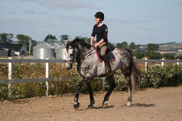 Dansk Varmblod Carneval Fever - Foto: Sophie billede 7