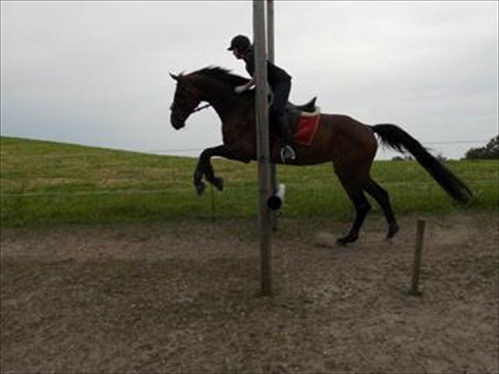 Anden særlig race Westfaler Elated (solgt) billede 12