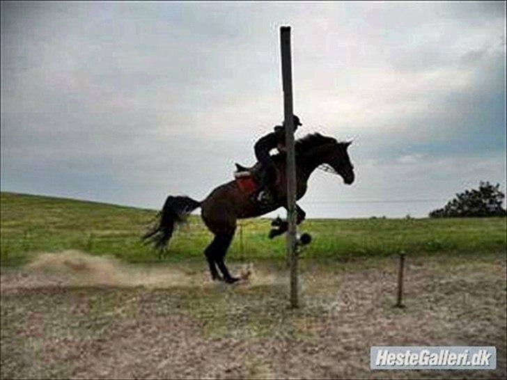 Anden særlig race Westfaler Elated (solgt) billede 13