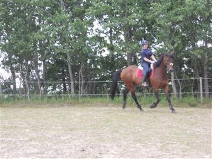 Anden særlig race Westfaler Elated (solgt) billede 14