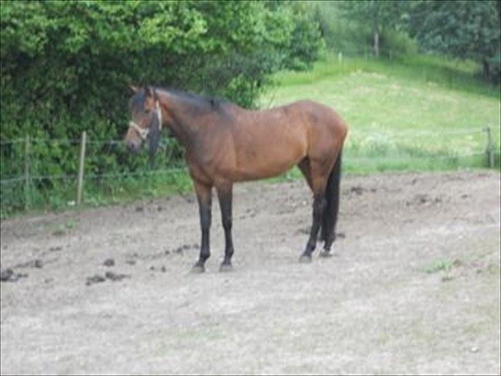 Anden særlig race Westfaler Elated (solgt) billede 15