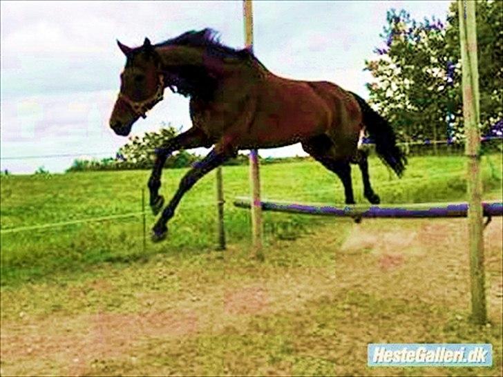 Anden særlig race Westfaler Elated (solgt) billede 16