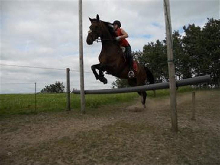 Anden særlig race Westfaler Elated (solgt) billede 18