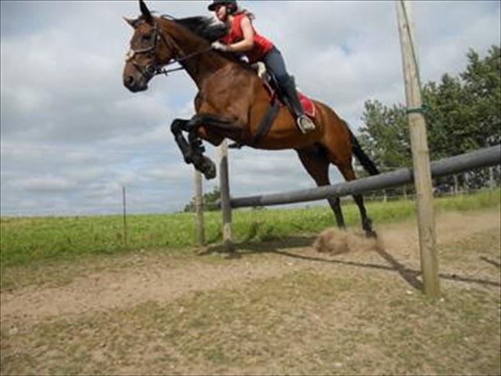 Anden særlig race Westfaler Elated (solgt) billede 19