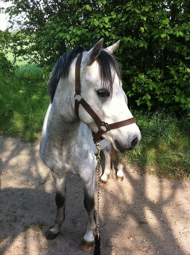 Welsh Pony af Cob-type (sec C) Stengaards Kahan *SOLGT* billede 19