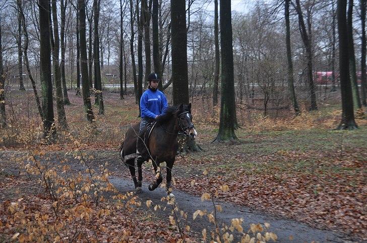 New Forest Margo<3 - ponyen i skoven i foråret med far!:-D billede 4