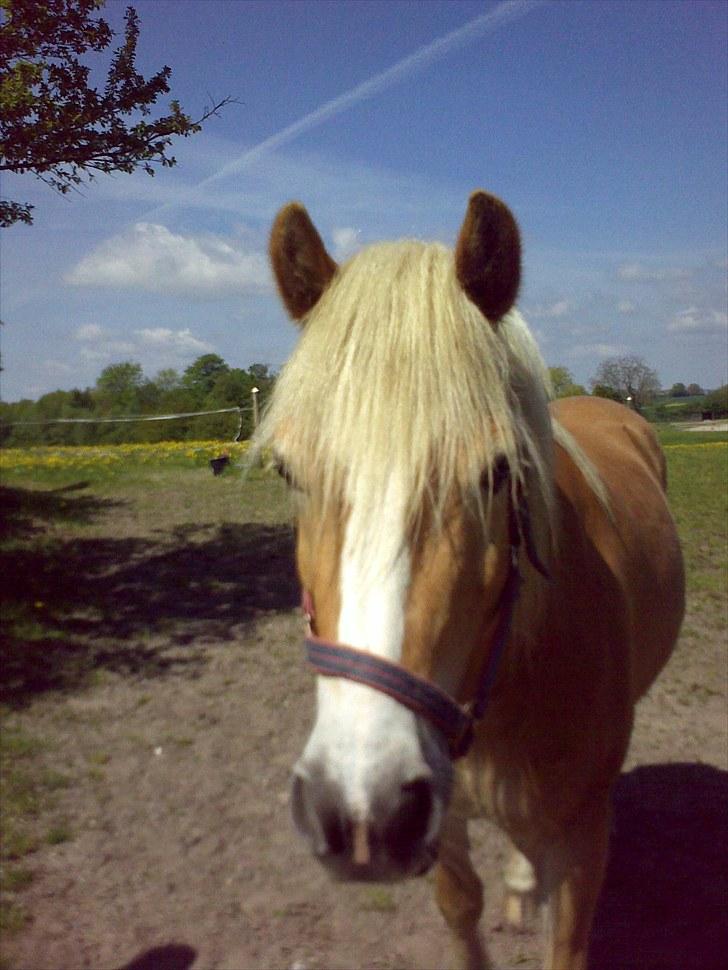 Tyroler Haflinger | Arkibal  - Lånt af ejer. billede 3