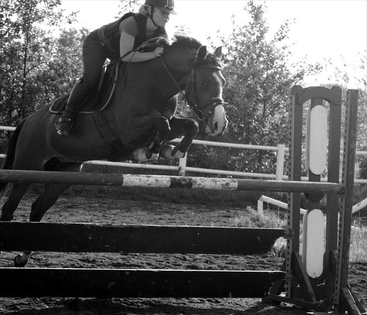 Hollandsk Sportspony  ANNIE | SOLGT :'( - (L) billede 13