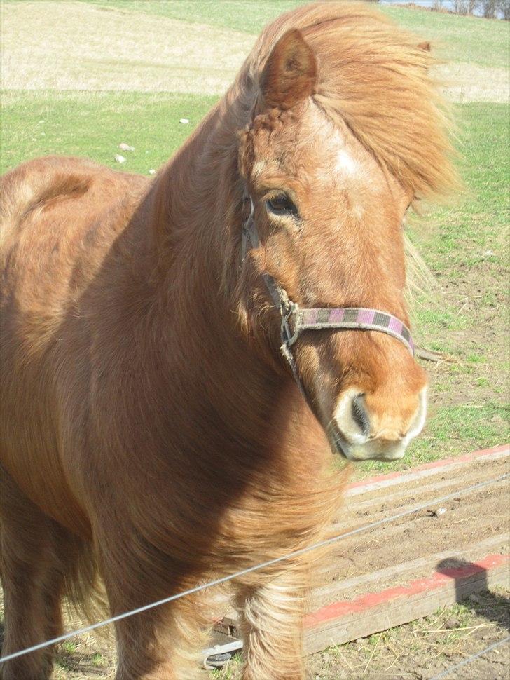 Islænder Hlín (kusines) -Flyttet- billede 1