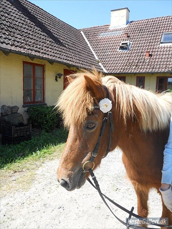 Islænder Hlín (kusines) -Flyttet- billede 2