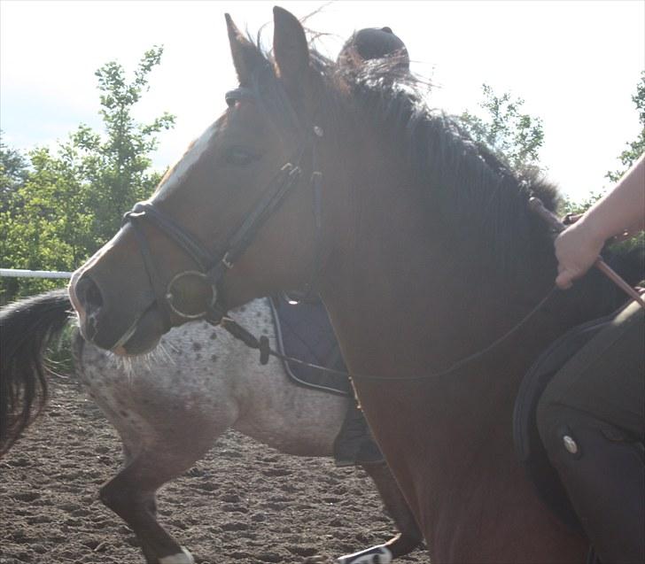 Hollandsk Sportspony  ANNIE | SOLGT :'( - smukkeste ! billede 15