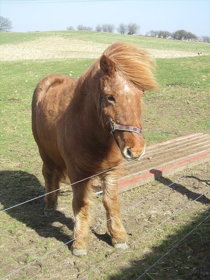 Islænder Hlín (kusines) -Flyttet- billede 5