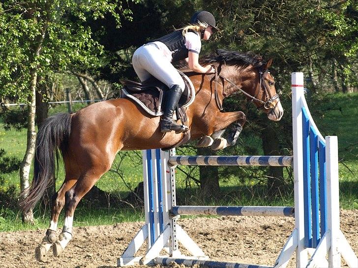 Hollandsk Sportspony  ANNIE | SOLGT :'( - (L) billede 16