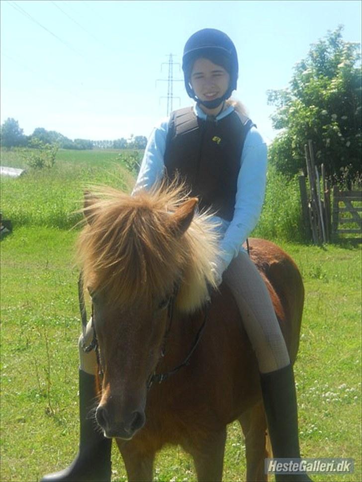 Islænder Hlín (kusines) -Flyttet- billede 8