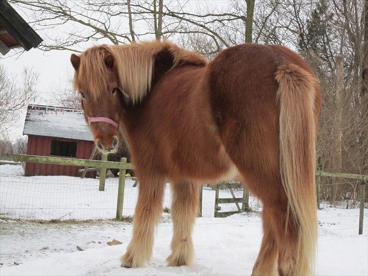 Islænder Hlín (kusines) -Flyttet- billede 9