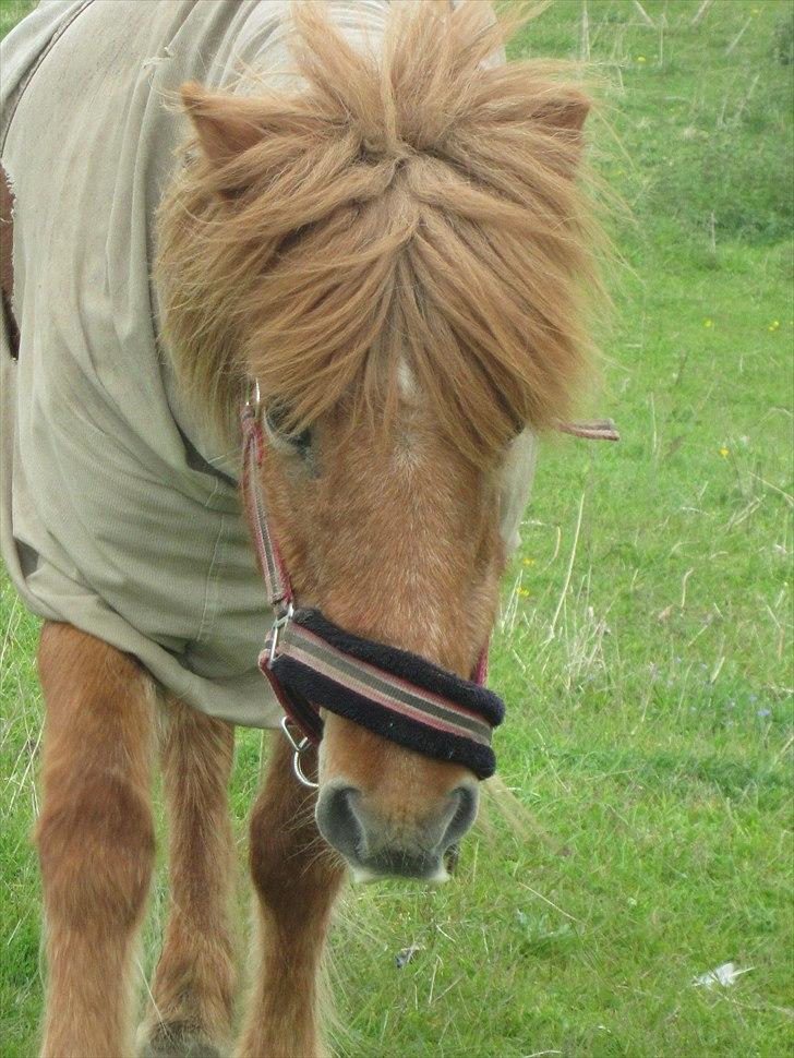 Islænder Hlín (kusines) -Flyttet- billede 10