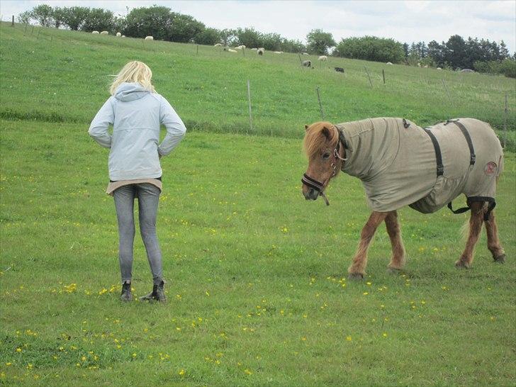 Islænder Hlín (kusines) -Flyttet- billede 12