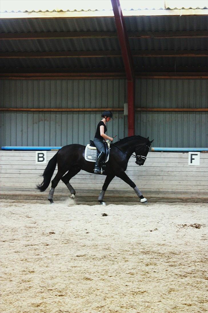 Svensk Varmblod Samba de Orfeu billede 8