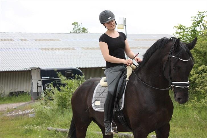 Svensk Varmblod Samba de Orfeu billede 9