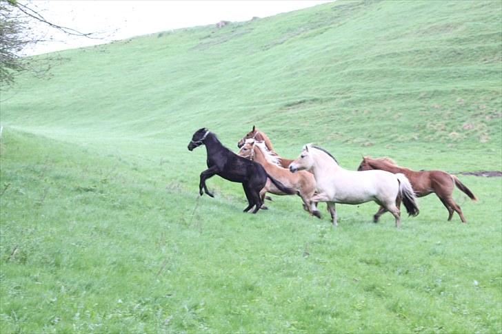 Paint One Smart Obsession (SOLGT) - Mean cutter coming up :-) billede 9