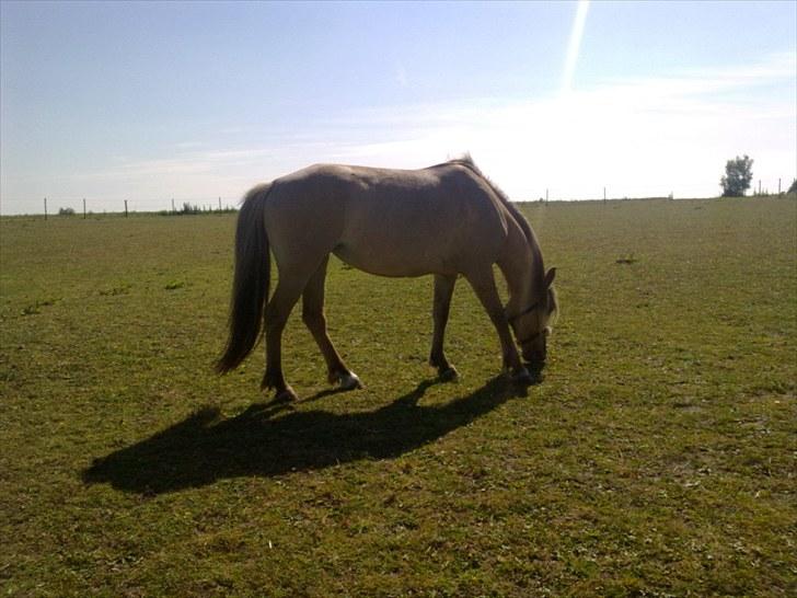 Anden særlig race Smilla billede 3