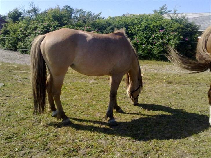 Anden særlig race Smilla billede 4