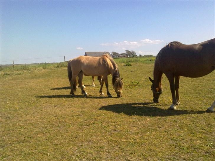 Anden særlig race Smilla billede 5