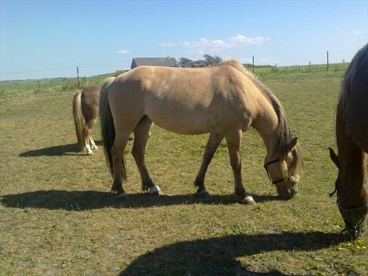 Anden særlig race Smilla billede 6