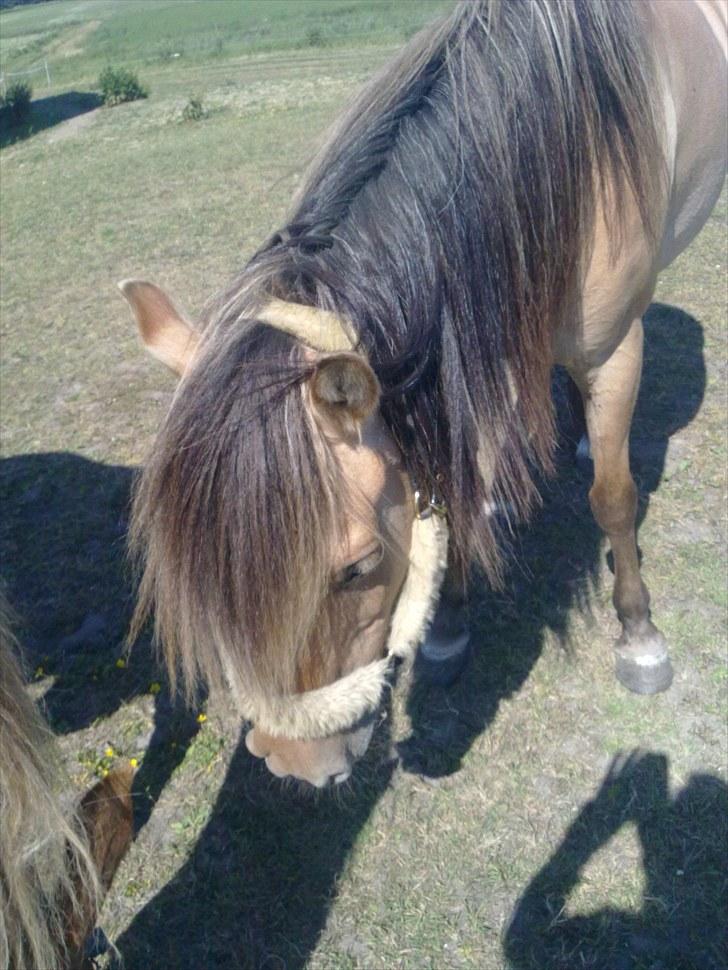 Anden særlig race Smilla billede 7