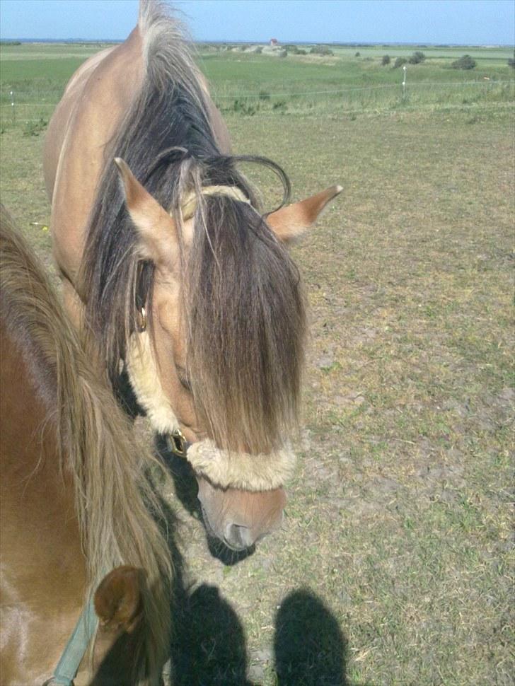 Anden særlig race Smilla billede 8